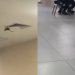 Captan una rata dentro de hospital del IMSS en Ciudad Obregón, es un hecho aislado, asegura instituto
