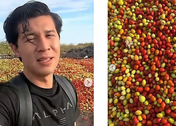 En Sonora tiran toneladas de jitomate mientras en otros estados el precio sube