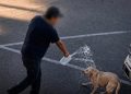 Detienen a hombre por quemar a perrita con agua hirviendo en Sonora