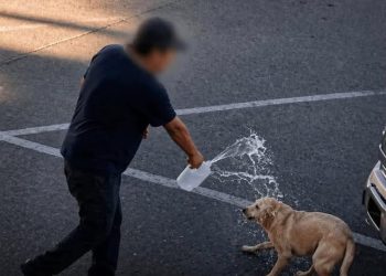 Detienen a hombre por quemar a perrita con agua hirviendo en Sonora