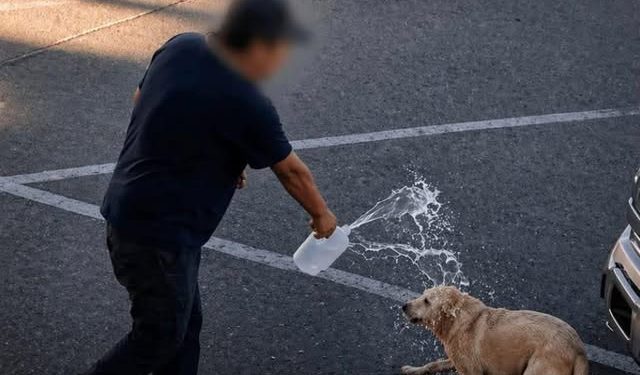 Detienen a hombre por quemar a perrita con agua hirviendo en Sonora