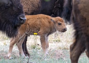 Tras 200 años de ausencia, nacen tres bisontes americanos en praderas de Sonora