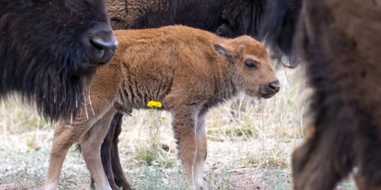 Tras 200 años de ausencia, nacen tres bisontes americanos en praderas de Sonora