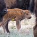Tras 200 años de ausencia, nacen tres bisontes americanos en praderas de Sonora