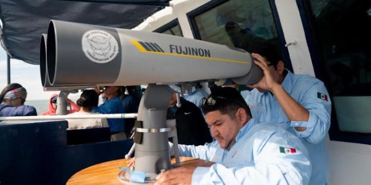 Inicia Crucero Vaquita para entrenar observadores y rastreadores moleculares