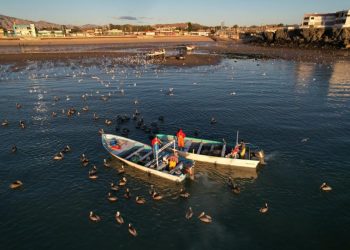 Ignoran dispositivos de geolocalización GPS en zona de vaquita marina