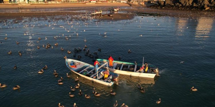 Ignoran dispositivos de geolocalización GPS en zona de vaquita marina