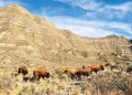 Urgen a proteger población restaurada del bisonte americano en México