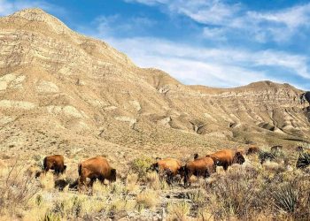 Urgen a proteger población restaurada del bisonte americano en México