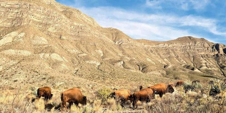 Urgen a proteger población restaurada del bisonte americano en México