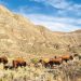 Urgen a proteger población restaurada del bisonte americano en México