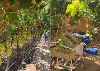 La uva mexicana de Sonora arranca con dos semanas de adelanto y volúmenes a la baja