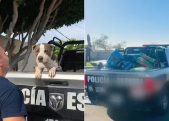 Policía Pidió Croquetas en Lugar de Flores en su Funeral Para Alimentar a Perros en Abandono