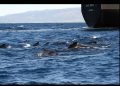 Las ballenas alzan la voz para hacerse oír entre el ruido de los barcos y no lo logran