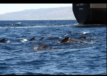 Las ballenas alzan la voz para hacerse oír entre el ruido de los barcos y no lo logran