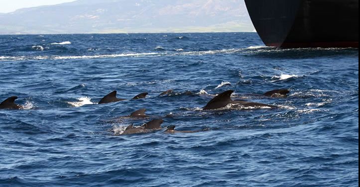Las ballenas alzan la voz para hacerse oír entre el ruido de los barcos y no lo logran