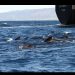 Las ballenas alzan la voz para hacerse oír entre el ruido de los barcos y no lo logran