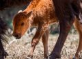 Integran a su hábitat a 3 crías de bisonte
