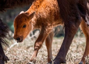 Integran a su hábitat a 3 crías de bisonte