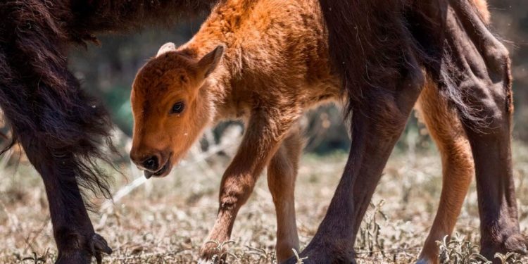Integran a su hábitat a 3 crías de bisonte
