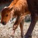 Integran a su hábitat a 3 crías de bisonte