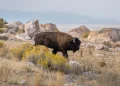 Cómo 23 bisontes americanos transformaron los pastizales de Chihuahua