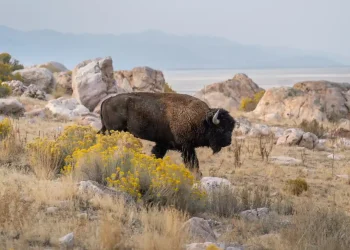 Cómo 23 bisontes americanos transformaron los pastizales de Chihuahua