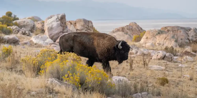 Cómo 23 bisontes americanos transformaron los pastizales de Chihuahua