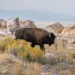 Cómo 23 bisontes americanos transformaron los pastizales de Chihuahua