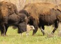 Brindis en la biología tras el nacimiento de una cría de bisonte blanco, una extraña especie, en el Parque Nacional de Vida Silvestre de Iowa