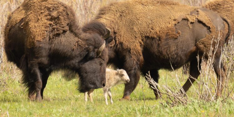 Brindis en la biología tras el nacimiento de una cría de bisonte blanco, una extraña especie, en el Parque Nacional de Vida Silvestre de Iowa