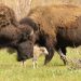 Brindis en la biología tras el nacimiento de una cría de bisonte blanco, una extraña especie, en el Parque Nacional de Vida Silvestre de Iowa
