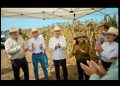 Gobierno de Sonora y Sader impulsan reconversión agrícola de 32 mil hectáreas ante la sequía