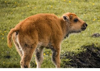 Nacen siete crías de bisonte americano en Coahuila y emocionan por su regreso histórico