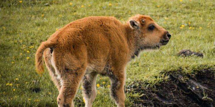 Nacen siete crías de bisonte americano en Coahuila y emocionan por su regreso histórico