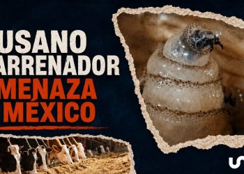 La emergencia del gusano barrenador en México; comercio paralizado, pérdidas millonarias y transmisión a humanos