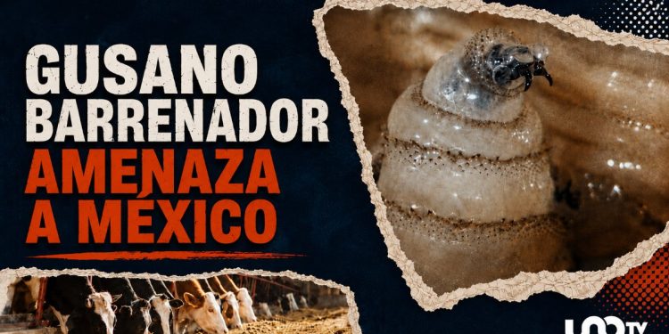 La emergencia del gusano barrenador en México; comercio paralizado, pérdidas millonarias y transmisión a humanos