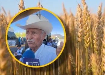Trigueros de Sinaloa buscan alcanzar 5 mil pesos para el trigo panificable tras acuerdo de Sonora