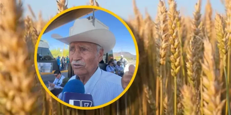 Trigueros de Sinaloa buscan alcanzar 5 mil pesos para el trigo panificable tras acuerdo de Sonora