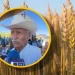 Trigueros de Sinaloa buscan alcanzar 5 mil pesos para el trigo panificable tras acuerdo de Sonora