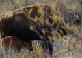 Regresan los gigantes del desierto: nacen bisontes en Coahuila tras más de 200 años de ausencia