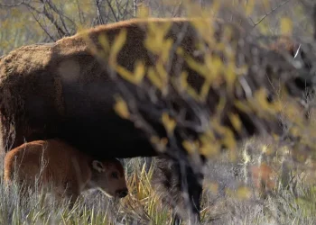 Regresan los gigantes del desierto: nacen bisontes en Coahuila tras más de 200 años de ausencia