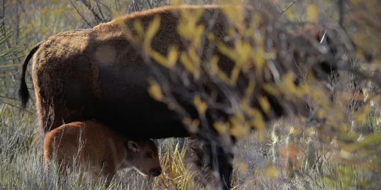 Regresan los gigantes del desierto: nacen bisontes en Coahuila tras más de 200 años de ausencia