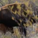 Regresan los gigantes del desierto: nacen bisontes en Coahuila tras más de 200 años de ausencia