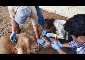 Sigue Sonora libre de la presencia del gusano barrenador y refuerza acciones para prevenir la enfermedad en el ganado
