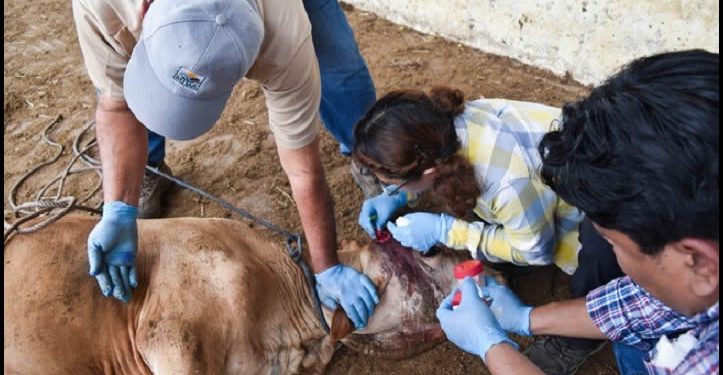 Sigue Sonora libre de la presencia del gusano barrenador y refuerza acciones para prevenir la enfermedad en el ganado