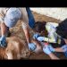 Sigue Sonora libre de la presencia del gusano barrenador y refuerza acciones para prevenir la enfermedad en el ganado
