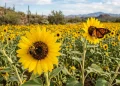 Sonora acelera reconversión agrícola: girasol y canola ganan terreno al trigo ante sequía y cambio climático