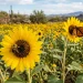 Sonora acelera reconversión agrícola: girasol y canola ganan terreno al trigo ante sequía y cambio climático