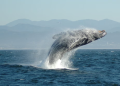 México Pacific, la gasificadora en Saguaro que podría afectar a las ballenas, ya fue aprobada, pero “se está valorando”